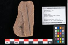Foto (Objekt + Etikett) von Pinus laricio Poiret (NHMW-GEO-2024-0188-0242)